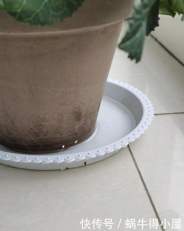 花友来稿|翩翩蝴蝶花还能开180天?看完文章你也可以