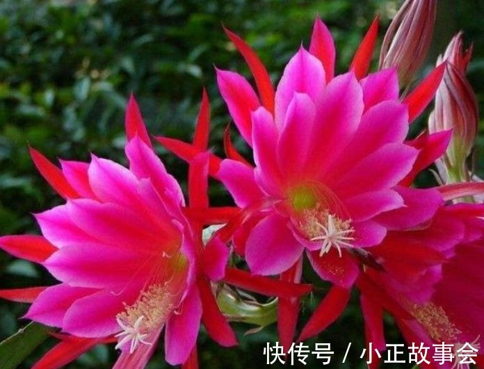 春天就养5种花,好养易爆盆,花色妖艳,满屋飘香,谁养谁喜欢