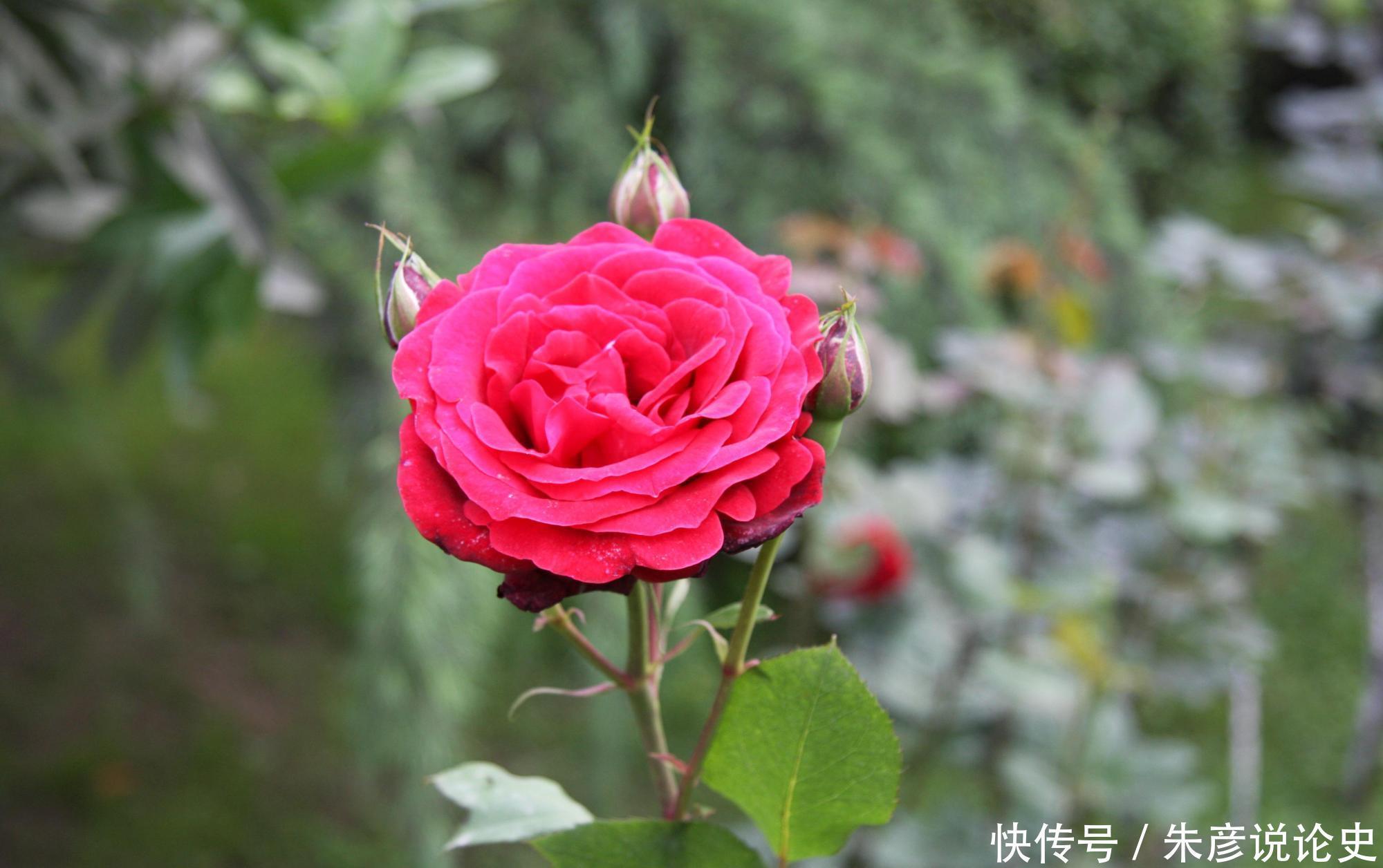 刚买回家的花,不到2周就枯萎了,什么原因造成的?