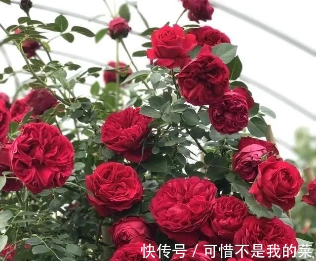 奥斯汀|推荐15种欧月月季任你选,开花最多、花量最大,超美!