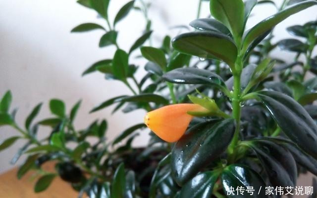 虎刺梅|看一眼就想买回家的花, 好看又好养, 看看它们都是谁!