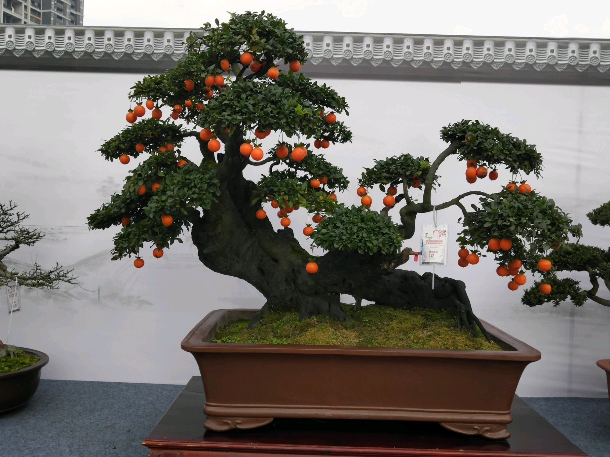 果率|金弹子盆景开花多结果少人工授粉打一针''它''，满树都是金弹果
