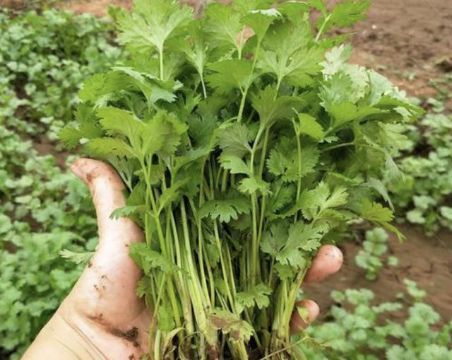 蔬菜|冬天院子里种植蔬菜,考虑“2种”,割了一茬又一茬,值!