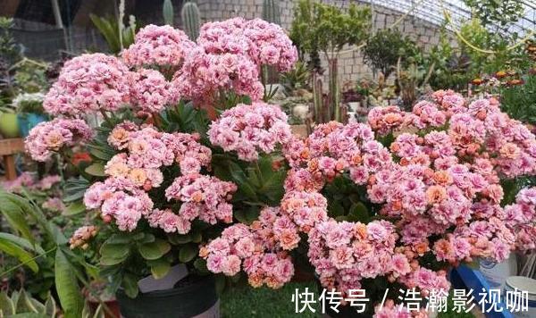 修剪完长寿花该怎么善后做好这4项工作,一茬接一茬开花