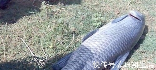 大鱼|夏季守巨物的3个要素,“诱鱼、留鱼、钓鱼”,缺一不可!