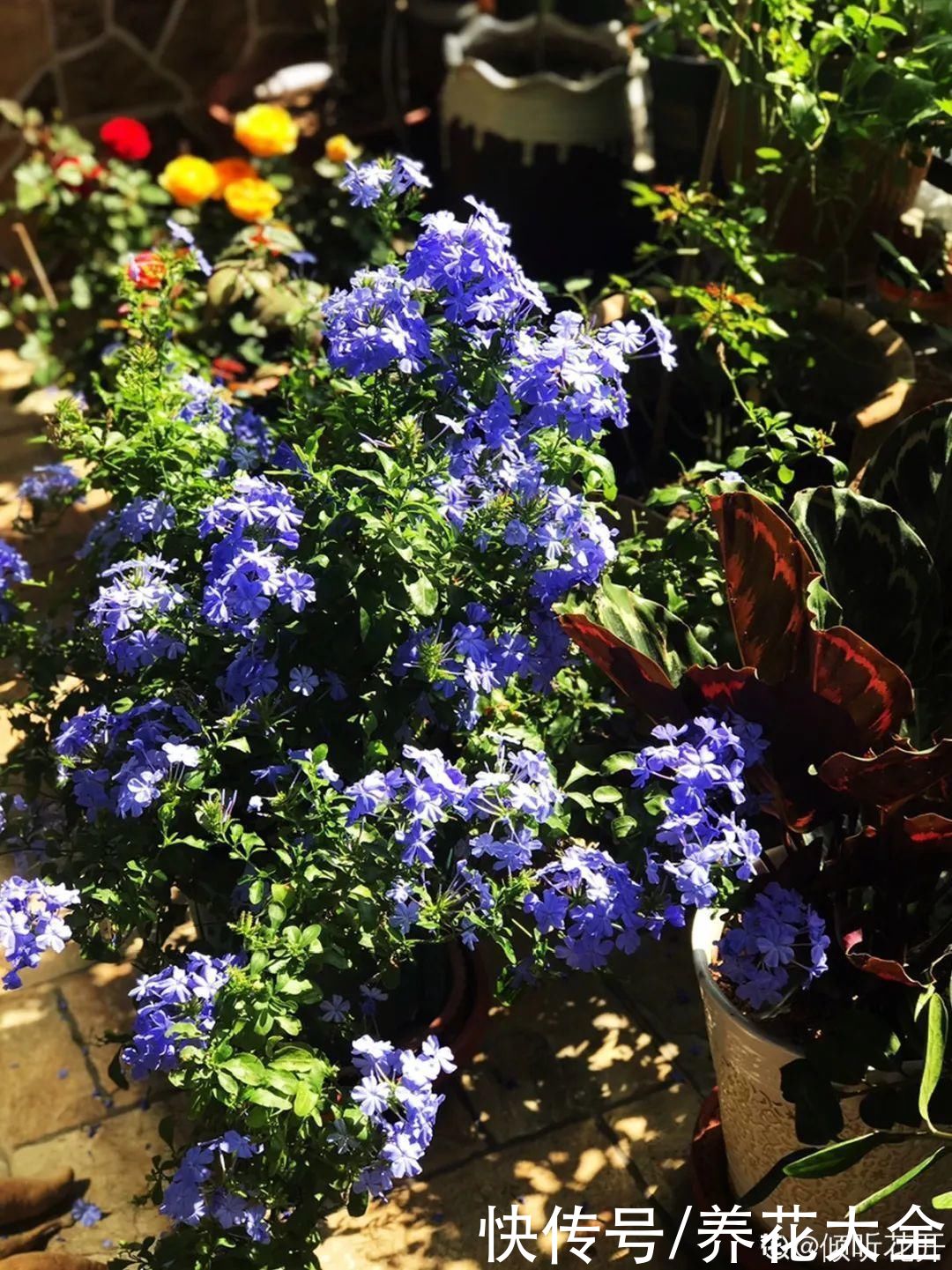 酸蓝碱红|天热别的花可以不养，唯独这5种，不养就亏大了