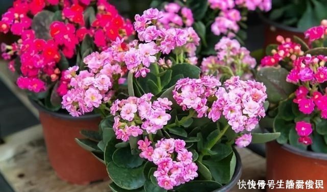 爆盆|长寿花开花爆盆有秘诀,学会施肥就行了,砰砰开花全是花苞!