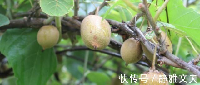 果实|山里“4种”野果子,以前砍柴时吃到吐,如今满山找不到1棵,可惜