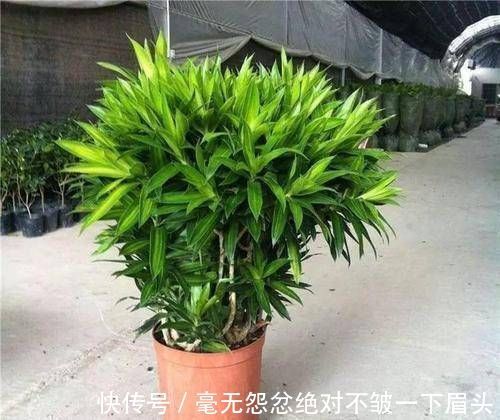 百合竹|这4种“吉祥花”寓意富贵，养了就是赚了，家里人都受益