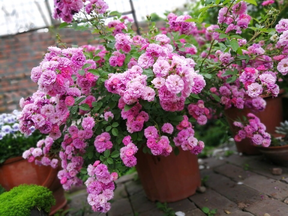 浇水|养花就怕“生虫子”,平时浇水加点“它”,杀菌灭虫,放心养花