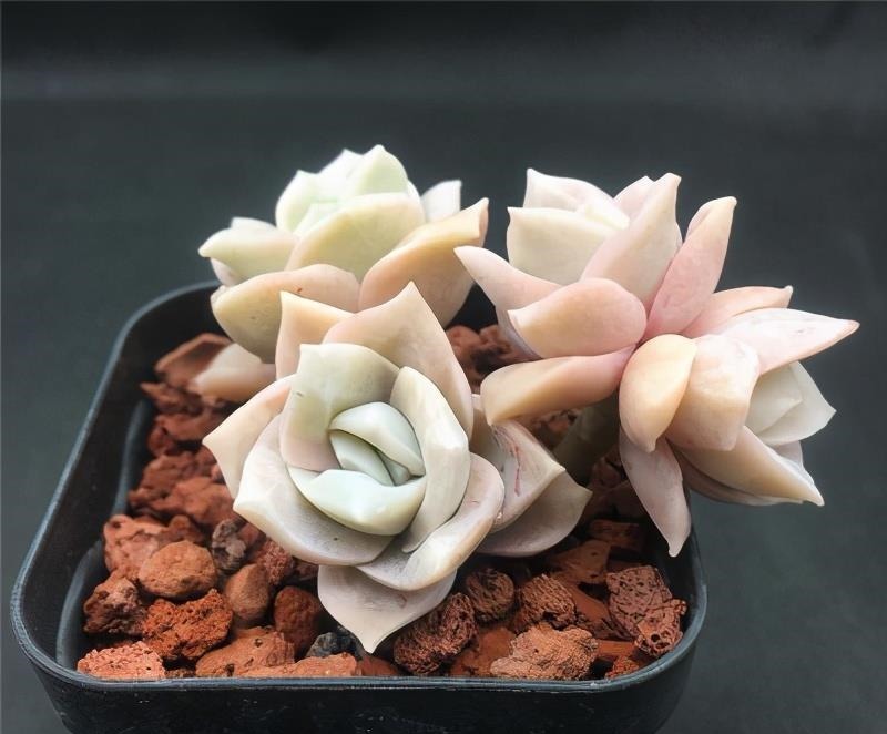 被拉下神坛的可爱多肉,曾经贵到退步,现在价格便宜少有人养