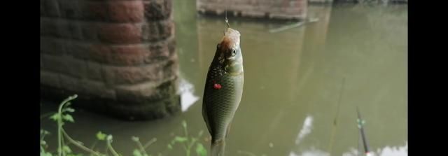 鱼钩|野钓时时有惊喜,闷杆钓居然上奇货,惊喜惊喜