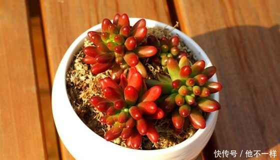 多肉植物|新手养花不如养一盆“虹之玉”,红颜知己,心心相通