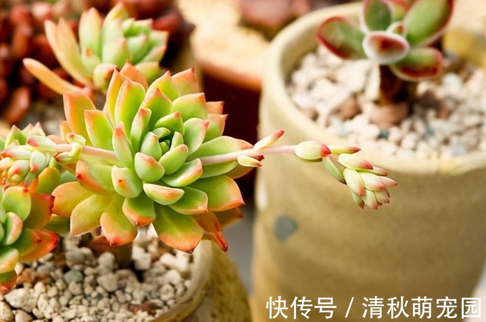 多肉爱喝2种水，夏季2周喂1次，叶子又肥又美，茎干不徒长