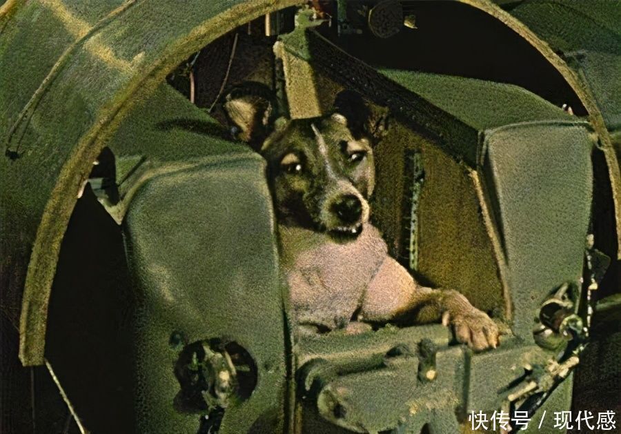 这只狗成功登上外太空,几十年过去了,它仍然在地球轨道流浪