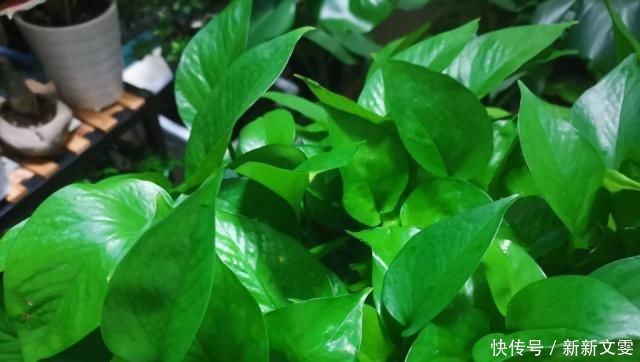 养花|家庭养花,怎么区分“酸性土”和“碱性土”告诉你个小方法