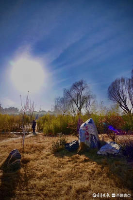 老年|就地过年·春在身边｜芦苇摇曳、天鹅畅游！济西湿地公园春意正浓