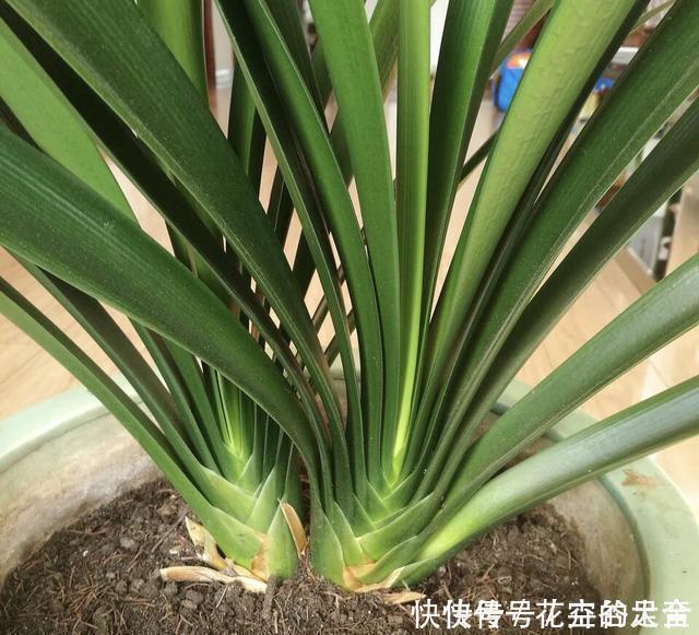 休眠期|养君子兰趁现在,多做2件事,长成大白菜,满盆冒花箭