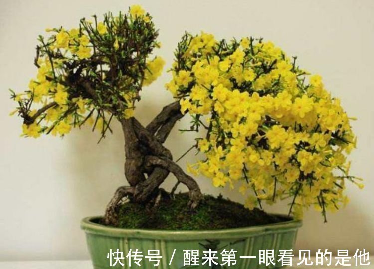 芹叶牡丹|养花就养这几款,全年开花不停,阳台养出小花园