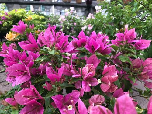 三角梅开败了?狠狠心,用3个“高招”,挤满新枝芽,又爆二茬花