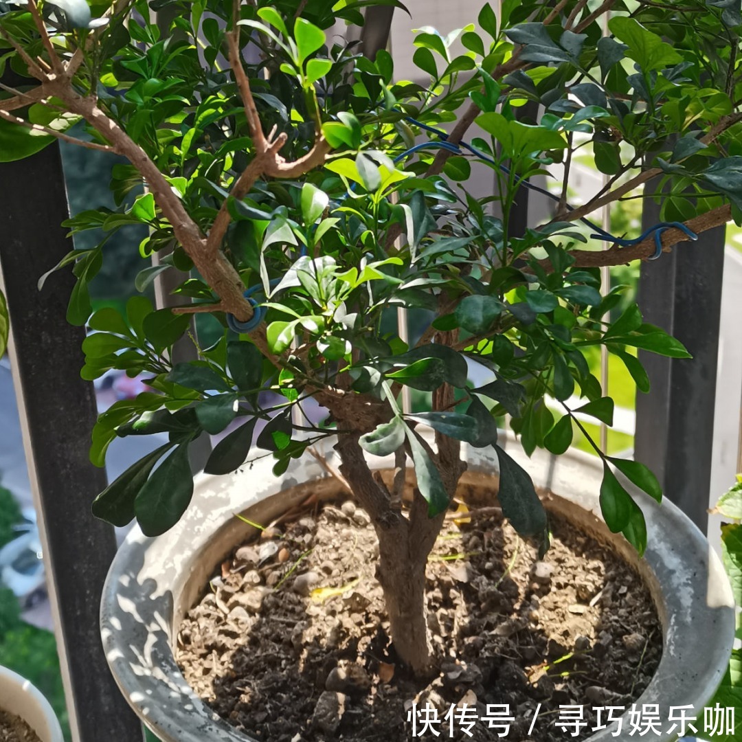 9种花特怕冷,低温浇水容易冻死,夜晚套袋子保暖