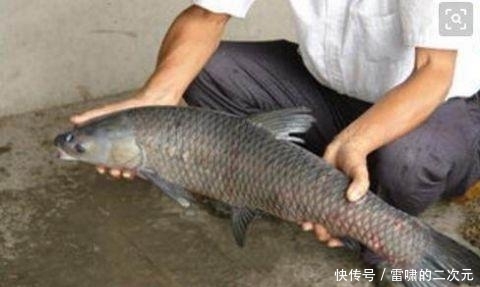 男子鱼市买回青鱼 从鱼肚子里取出石头 老人看了说是宝贝 快资讯