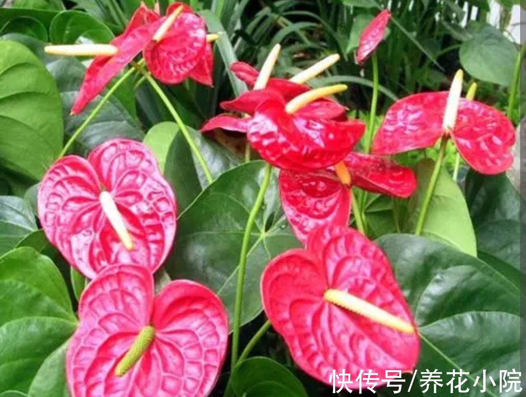 植株|6种漂亮花，家里养一盆，四季都能开花