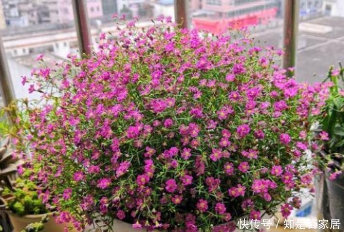 4种花便宜漂亮又好养,10元买两盆,两月变成一阳台,天天有花赏