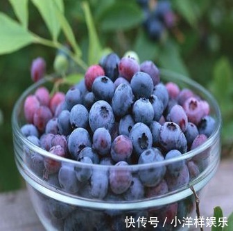 蓝莓|此果子对身体很好，能强化视力，美白肌肤，延缓衰老，老少皆宜