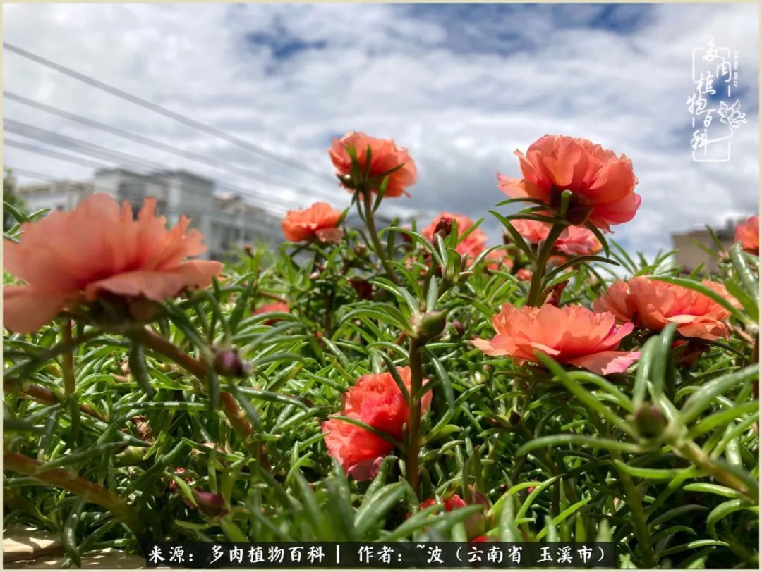 多肉|遇见即美，花事未荼蘼！种一桌子多肉，看花开花落！