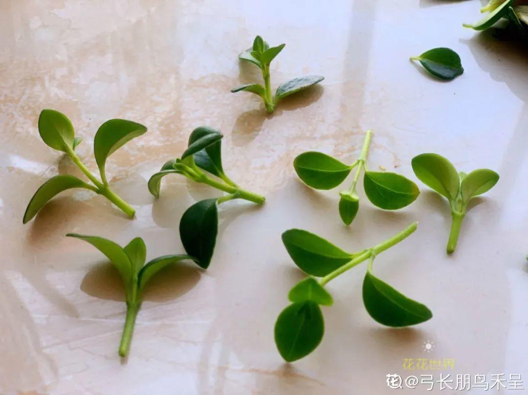 嫩苗|7种花养老桩不好,多扦插、养嫩苗,才能年年开花