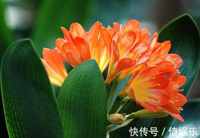 花店老板养君子兰的以下5个小窍门,用了后再也不黄叶烂根啦!