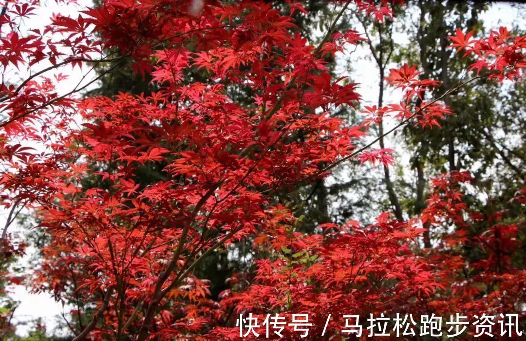 半程马拉松|倒计时2天!2022年首场金牌马拉松新闻发布会及报名即将开启!