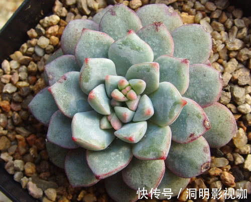 多肉蓝宝石|多肉蓝宝石怎么叶插教你3个小步骤,叶插出最绚烂多彩的蓝宝石