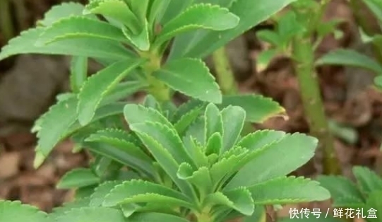 生命力|鄉(xiāng)下山坡的野草,傳說用金子也不換,吃它對(duì)心臟病有不錯(cuò)的療效