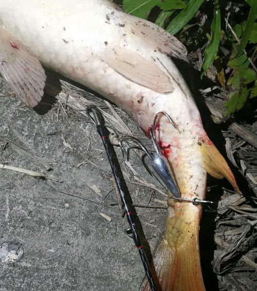 男子湘江“可视化锚鱼”,几十斤大鱼接连上岸,网友:能钓光湘江鱼