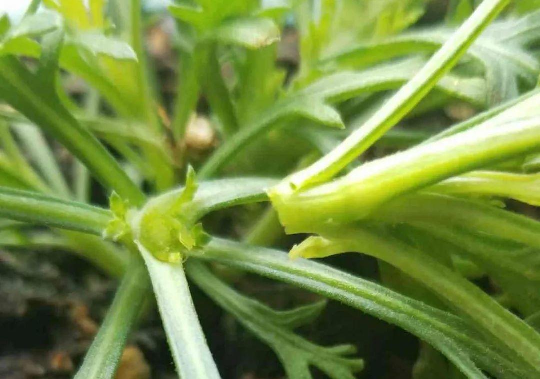 种花|8种花赶紧剃头,剃得越狠,开花越多