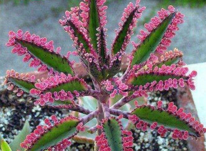 养花就养这几款,花朵小巧玲珑,花叶俱美,养盆放阳台美极了