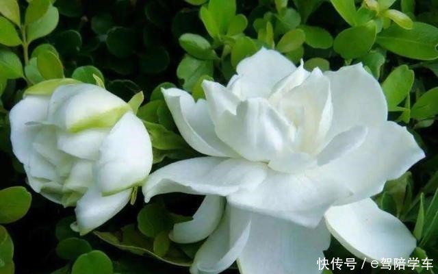 公认难养的6种花,新手慎买,养不活还浪费钱!
