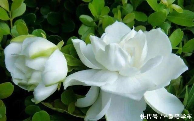 公认难养的6种花，新手慎买，养不活还浪费钱！