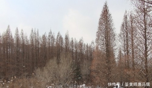 寻找|过雪山，寻找那片让人心醉的杉树林