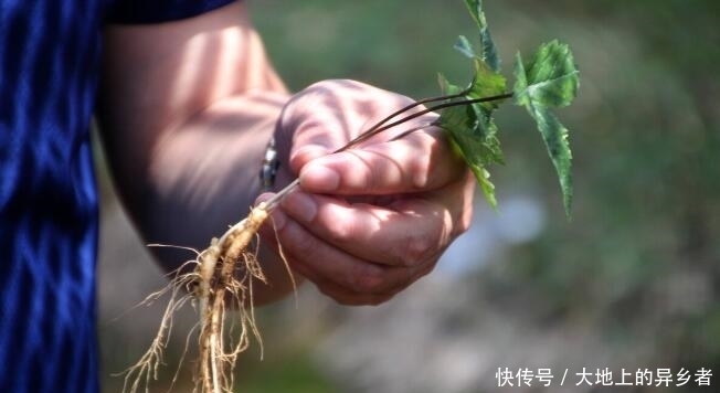  张仲景|张仲景用意最深的“土方法”，3味草药，释放体内阳气