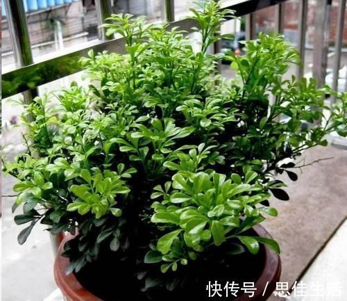 这10种花超级怕冷,再不搬进屋,小心只剩下盆了