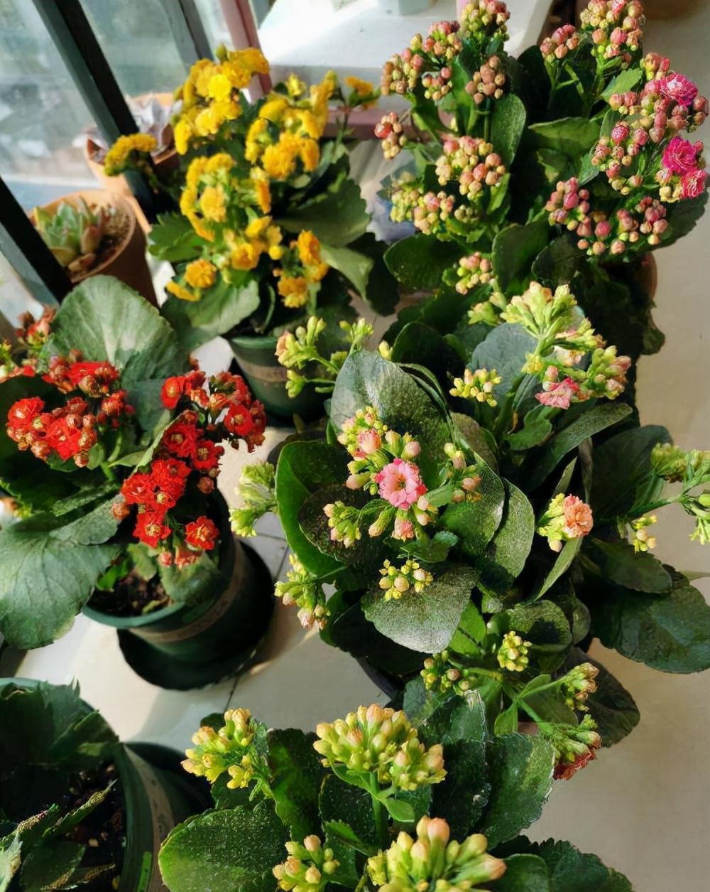 修剪|长寿花这样养,一盆变多盆,放在阳台挤爆盆