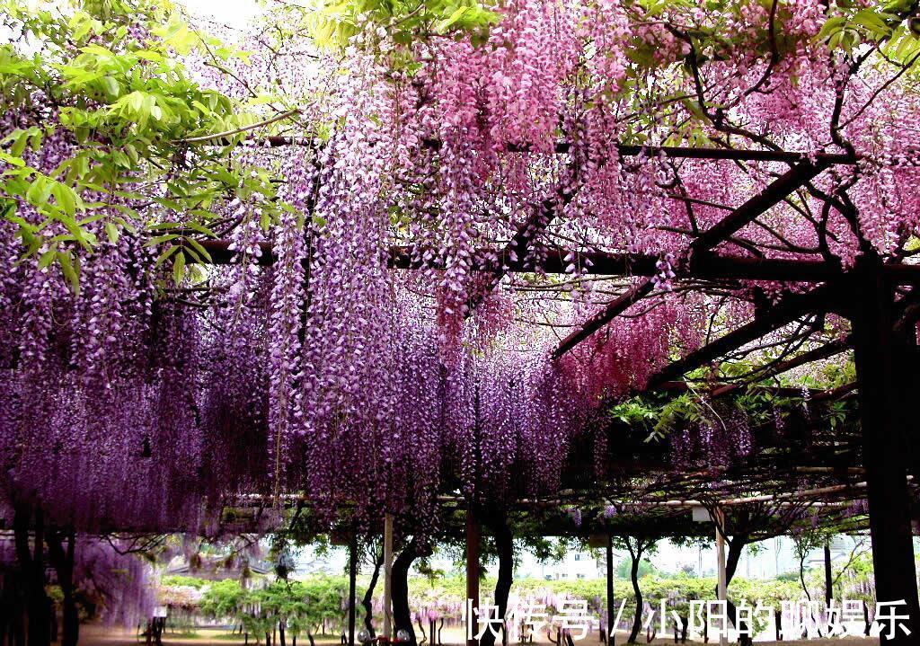 “寿命长”的11种花,好养寓意好,越养越值钱