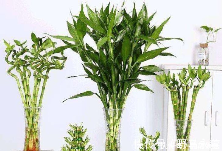 散尾葵|这4种花放在客厅,旺财旺运、身体健康,有钱人早就摆上了