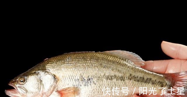 同样是鲈鱼，淡水鲈鱼和海鲈鱼有啥区别差别很大，可别再买错了！