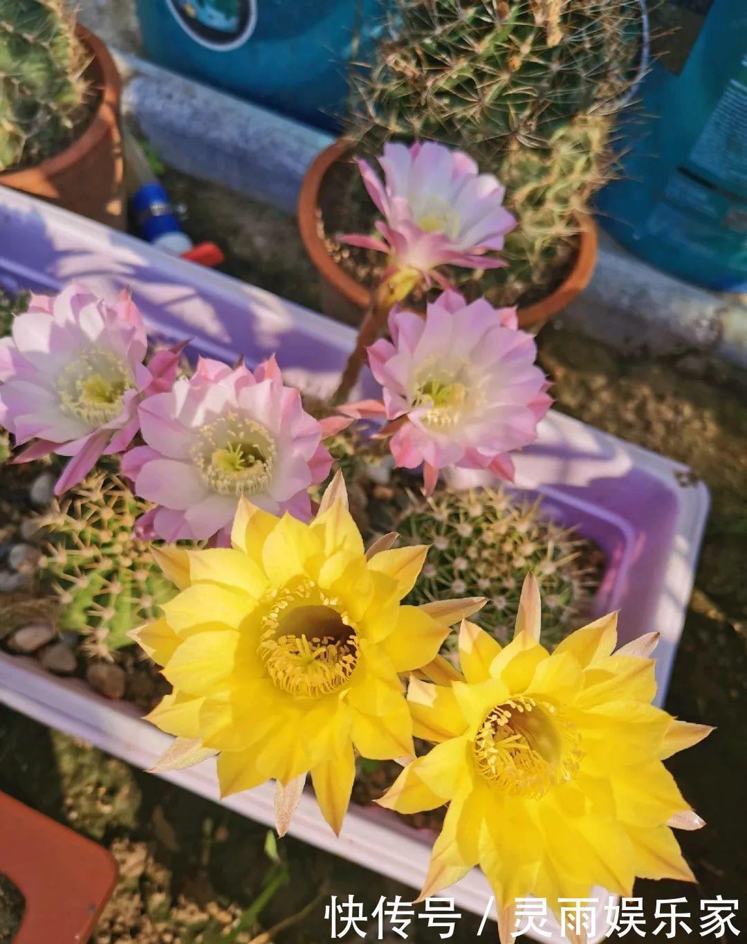 70岁老妈,一天也闲不住,院子里种满了花!