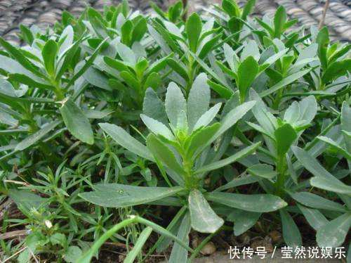 农地|农地里一种野菜，高血压的克星，是古老珍贵而濒临绝迹的植物