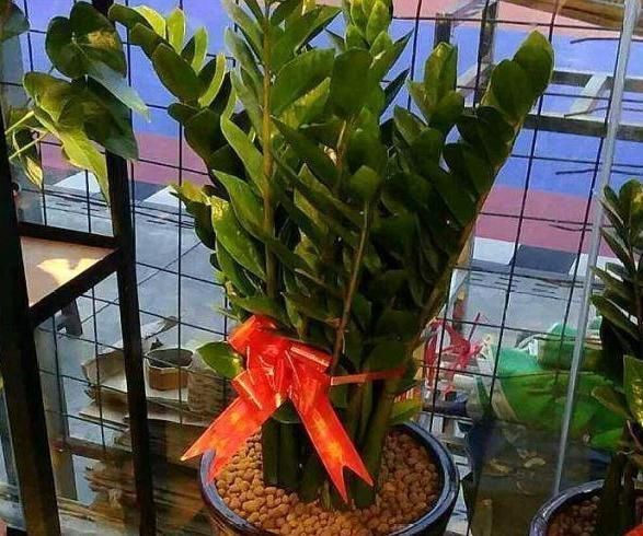 旺盛|这3种“聚福树”,树干“粗壮”、枝叶旺盛,客厅“适合”养1盆